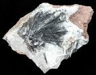 Metallic, Pyrolusite Cystals On Quartz - Morocco #56962-2
